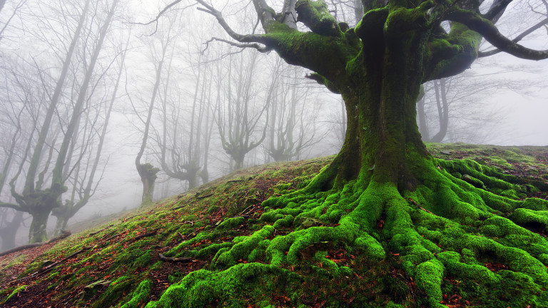 Мистичната гора на Испания