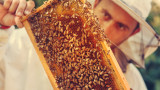  Нацията на пчеларите бие тревога: пчелите вършат 10 пъти по-малко мед поради климатичните промени 