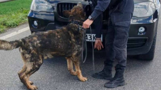 Арестуваха в Бургас и Карлово мъже, влачили кучета с колите си