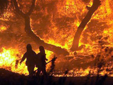 Близо 40 дка гора изгоря в община Бургас