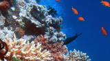 Австралия дири помощ от света за спасяването на Големия бариерен риф