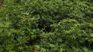 Гранични полицаи откриха нива с 270 кг канабис в подножието на Пирин