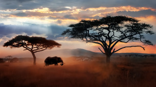 Как унищожихме 68% от дивата природа