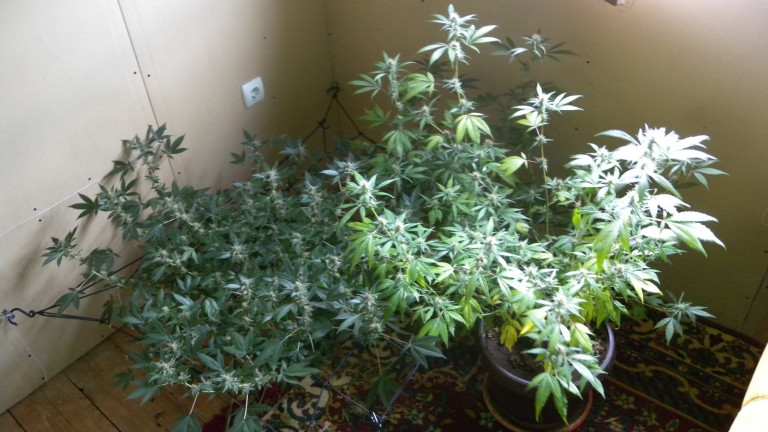 Полицията разкри оранжерия за марихуана в град Кочериново. Това съобщиха