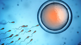 Отгледаха човешка яйцеклетка в лаборатория съобщи Индипендънт Човешки яйцеклетки с потенциал за