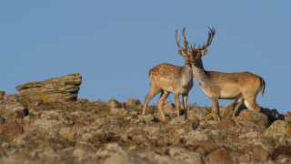 Поставиха тестови камери за видеонаблюдение на благородни и елените лопатари