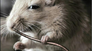 Лабораторните мишки излизат в пенсия