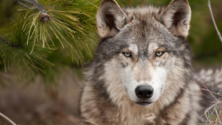 Заловиха избягалия вълк от хасковския зоопарк при среднощна акция съобщи