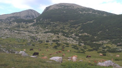 Природозащитници искат спиране на субсидираната паша на едър добитък в националните паркове