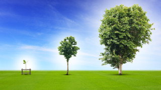 За растенията сме свикнали да говорим като за неодушевени предмети