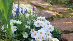 13 от най-важните задачи в градината в началото на април