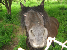 Екшън с кон, каруца и фураж в Кюстендил