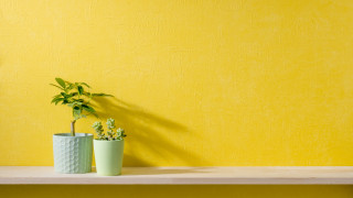 Кои растения какво пречистват в дома ни