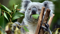 Австралия регистрира коалите като застрашен вид