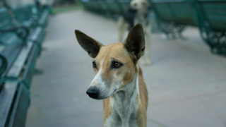 В последните години е безспорно че в София има значително