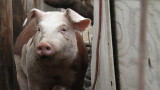  Вторични огнища на Африканска чума по дивите прасета в Кюстендилско 