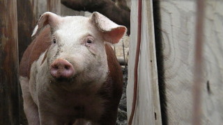 Вторични огнища на Африканска чума по дивите свине в Кюстендилско