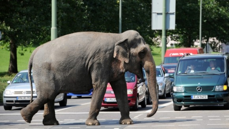Слон с разбито сърце чупи коли в Китай (ВИДЕО)