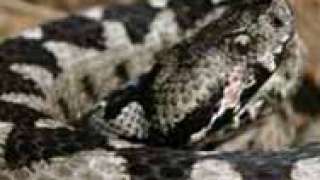 Жена почина от ухапване на пепепянка