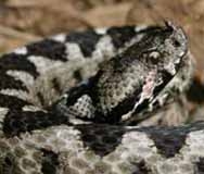 Внимавайте – змии нападат градовете, алармират специалисти 