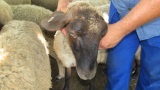 Няма ваксина за син език, тревожат се животновъди; БАБХ ги успокоява