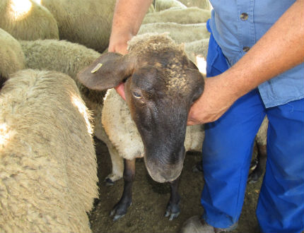 Екарисажът във Варна не приема починалите от "син език" животни в Бургаско