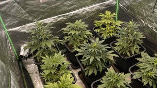 Иззети са 57 саксии и още 1 килограм марихуана от