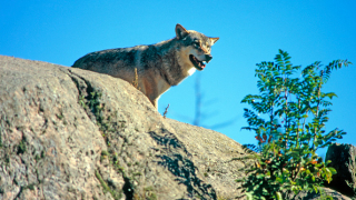Седем овце са удушени от вълци в ардинското село Синчец