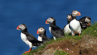 Птицата, която ползва инструменти