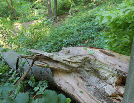Още 151 опасни дървета в парка, където загина дете