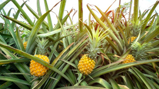 Невероятният втори живот на листата на ананаса