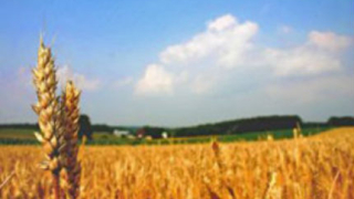 85% от пшеницата в добро състояние