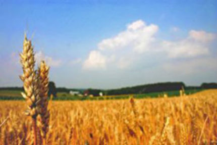 МЗГ: Едва 15% от пшеницата е в добро състояние