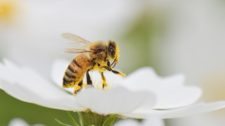 И пчелите замърсяват с микропластмаса