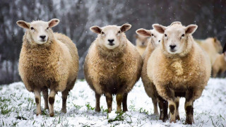 Ку треска при овце е открита в два случая на в