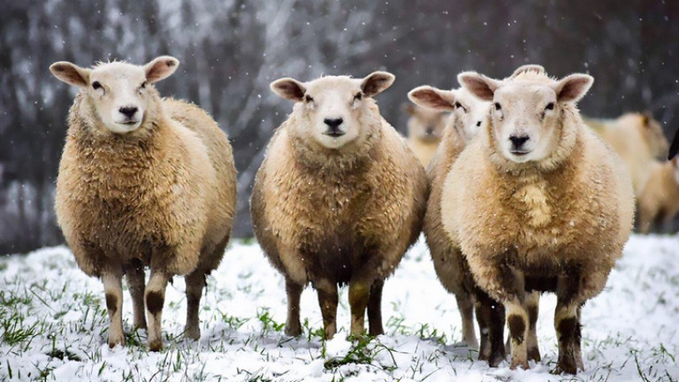 Ку-треска при овце е открита в два случая на в