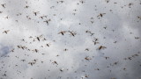 Нашествие от скакалци застрашава реколтата в Южна Украйна на фона на войната