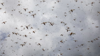 Южна Украйна е изправена пред мащабно нашествие от скакалци което