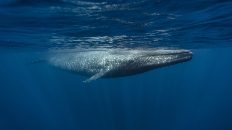 Какъв пулс имат сините китове