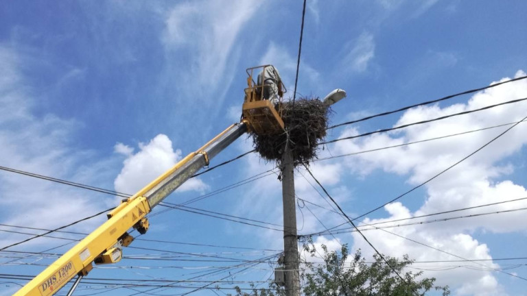 Спасиха бедстващи щъркели в Пловдив, съобщават от Регионалната екоинспекция. Вчера