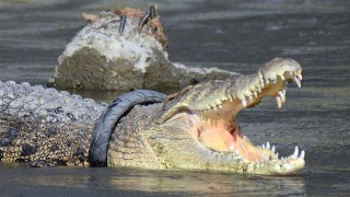 Руската полиция се натъкна на нещо изключително необичайно докато претърсваше