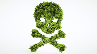 Едно от най отровните растения в света от дни е част