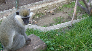 Зоопаркът в Айтос търси осиновители