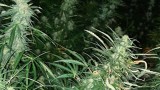  Разкриха оранжерия за марихуана в гараж във Варна 