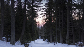 Роднини на Сакскобургготски не смятали рилските гори за своя собственост