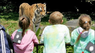 Тигър уби посетител на зоопарка в Сан Франциско