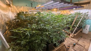 Полицията разкри две оранжерии за отглеждане на марихуана в провадийското