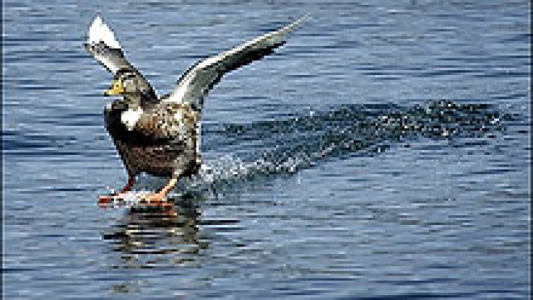 Изображение 7252