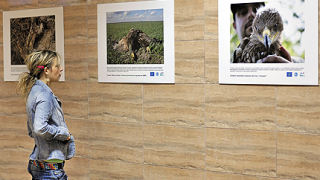 Помните ли царския орел?