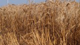 Дъждовете намалиха реколтата от пшеница с 1 милион тона